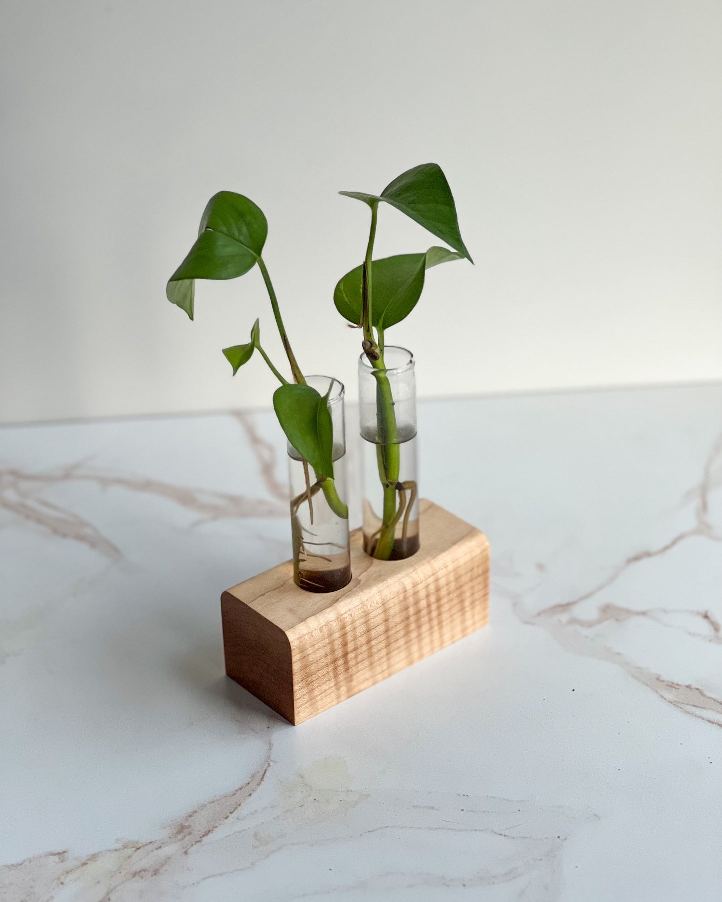Stunning propagation station for indoor decor plants with light natural wood stand and 2 planter glasses, sitting on a marble tabletop
