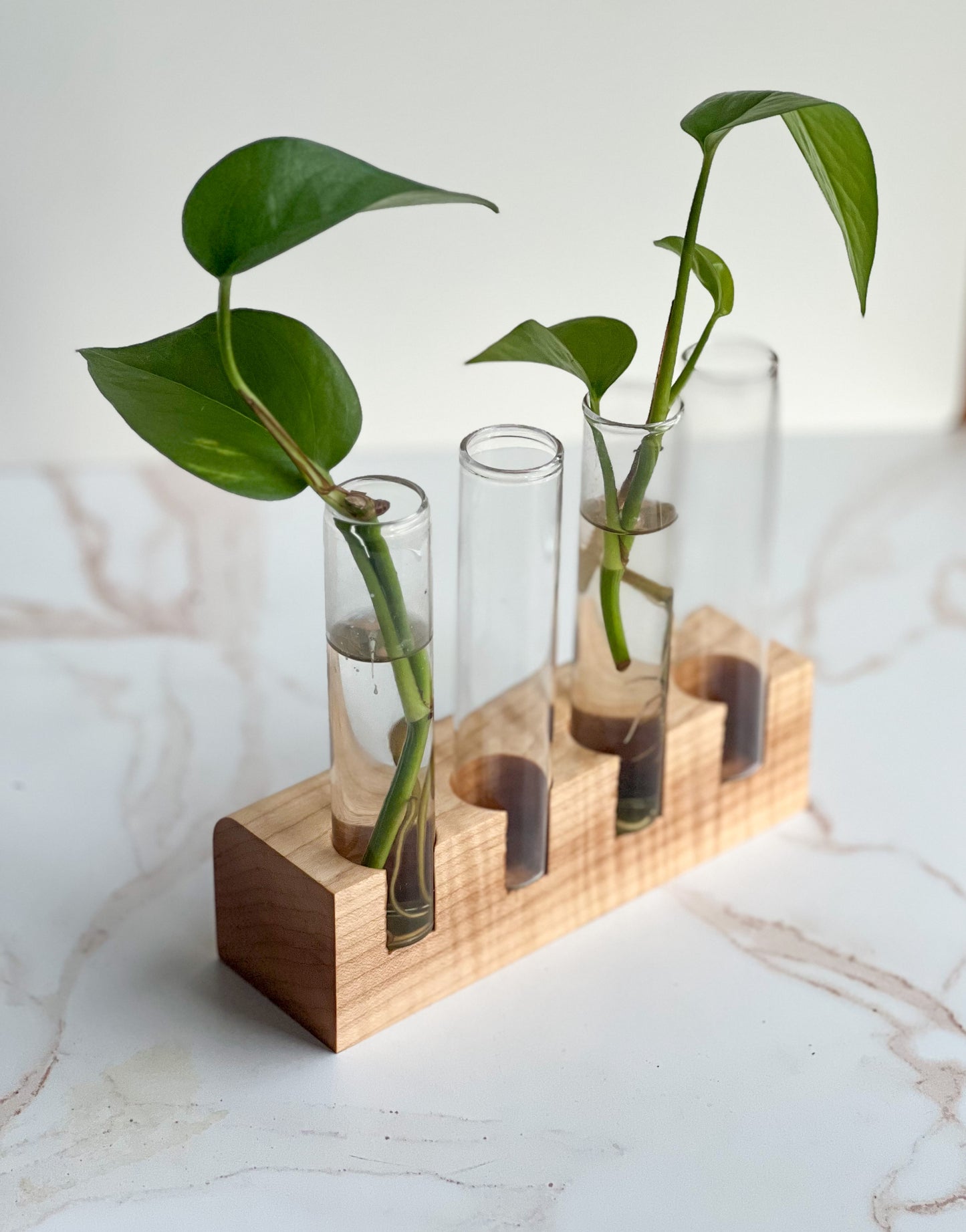 Gorgeous propagation station for indoor decor plants with natural wood stand and 4 planter glasses, sitting on a marble tabletop